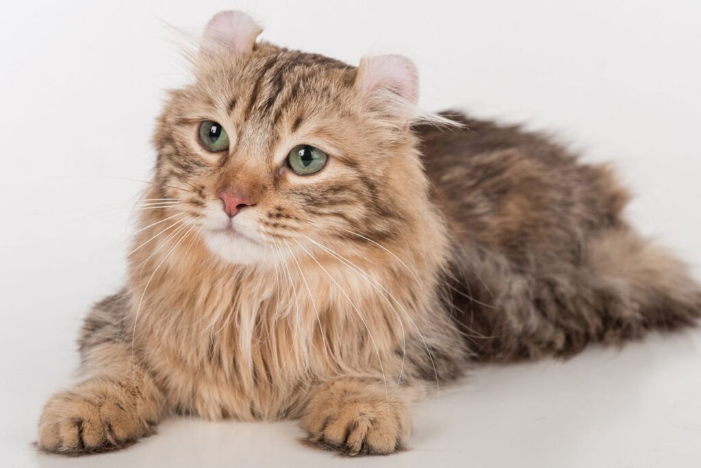 25 Weird and Wonderful Cat Breeds That Will Make You Do a Double Take