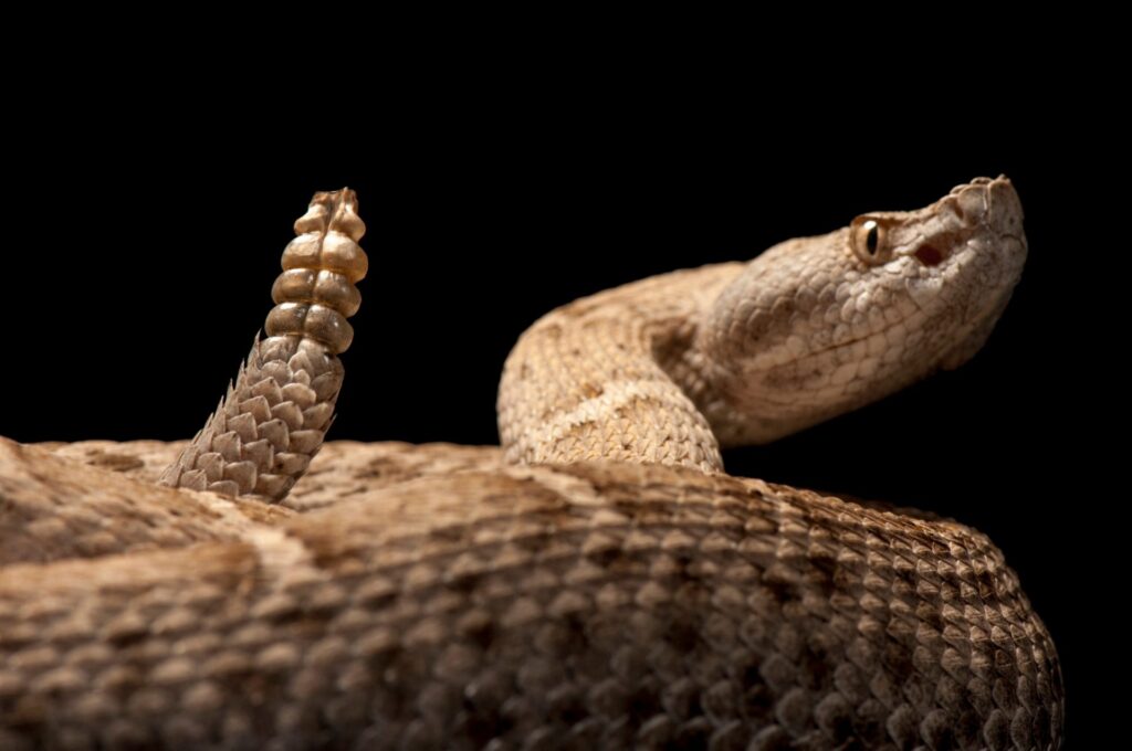 You&#8217;ll Need Extraordinary Luck to Spot America&#8217;s Most Elusive Animals