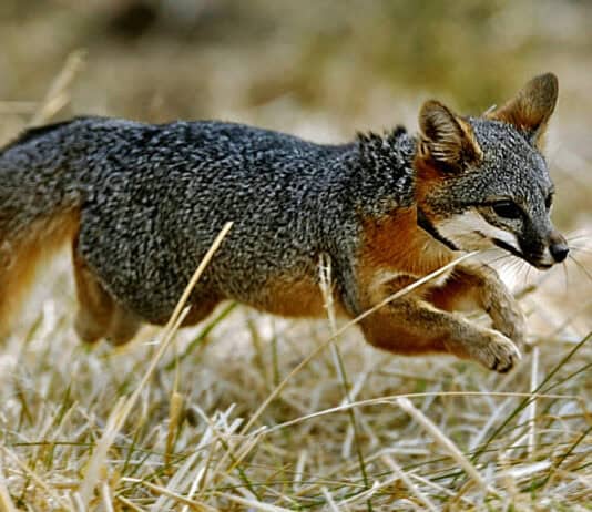 You’ll Need Extraordinary Luck to Spot America’s Most Elusive Animals