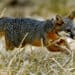 You’ll Need Extraordinary Luck to Spot America’s Most Elusive Animals