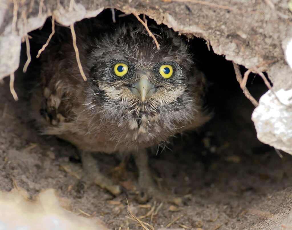 25 Fascinating Birds That Build Their Nests Underground