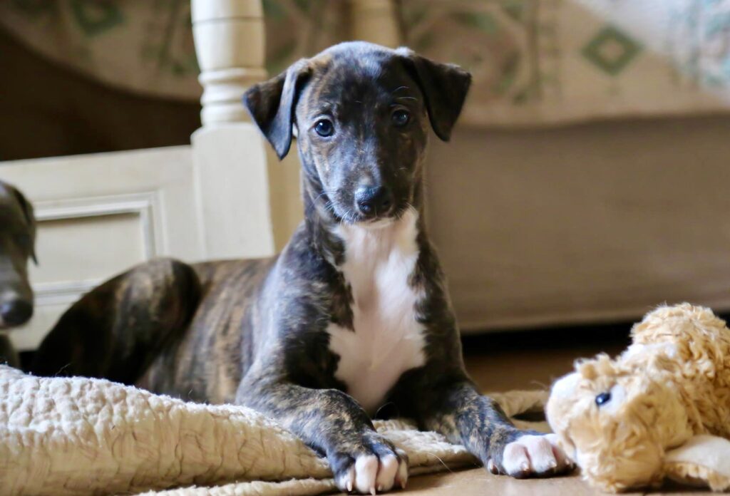 28 Easy-Care Dog Breeds for First-Time Owners