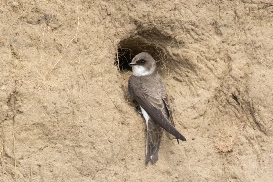 25 Fascinating Birds That Build Their Nests Underground