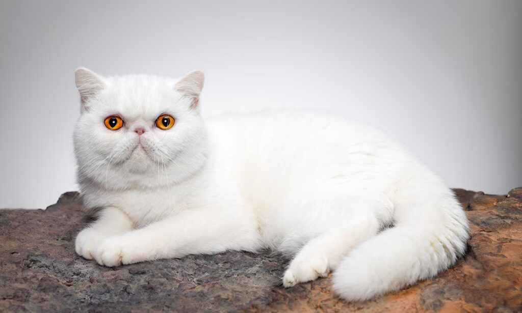 25 Weird and Wonderful Cat Breeds That Will Make You Do a Double Take