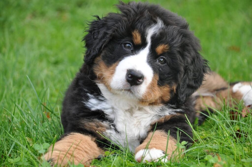 28 Easy-Care Dog Breeds for First-Time Owners