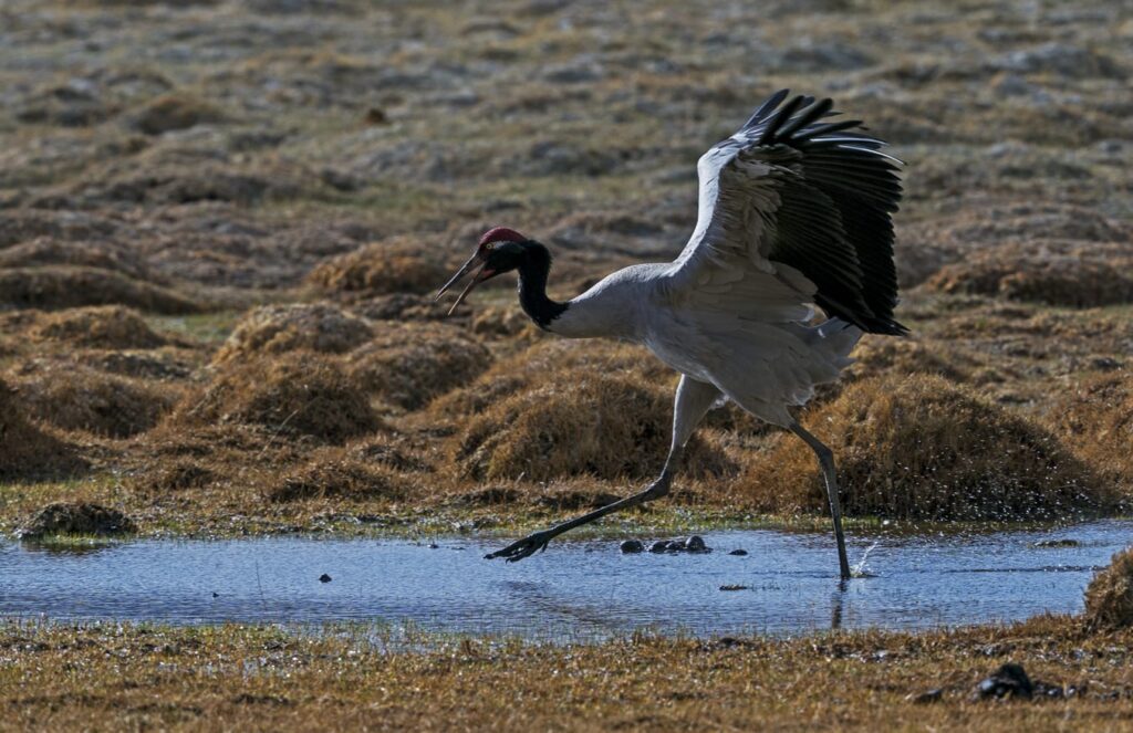 30 Supreme Survivors Designed for the Highest Places on Earth