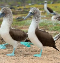 29 Bizarre Birds That Will Make You Question Evolution