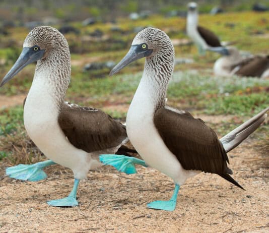 29 Bizarre Birds That Will Make You Question Evolution