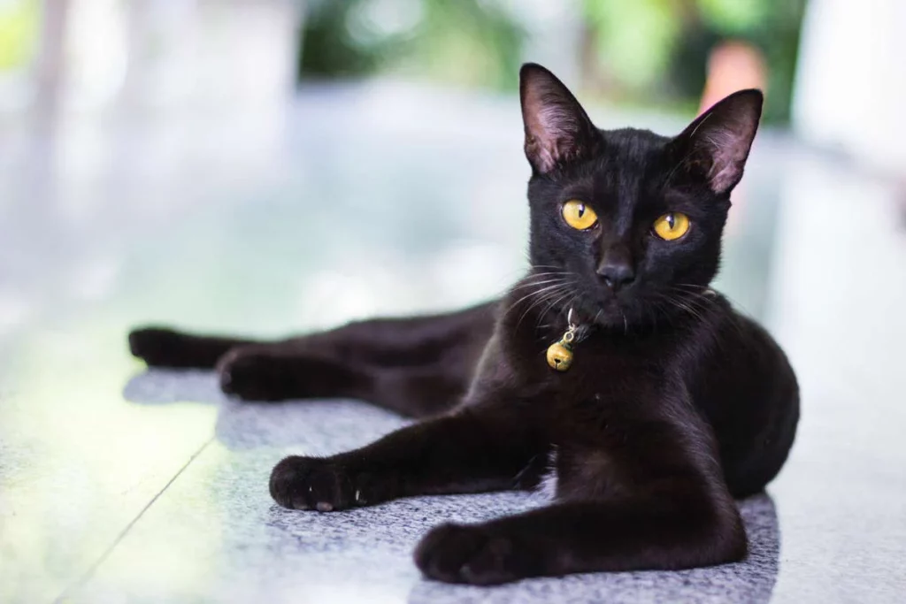 25 Weird and Wonderful Cat Breeds That Will Make You Do a Double Take