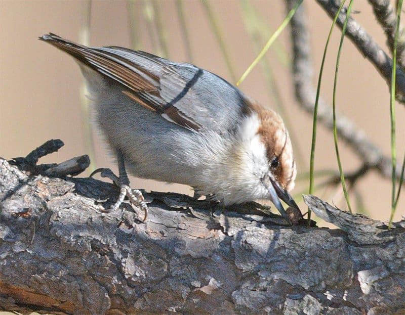 These 30 Genius Animals Can Solve Problems Better Than Most Humans