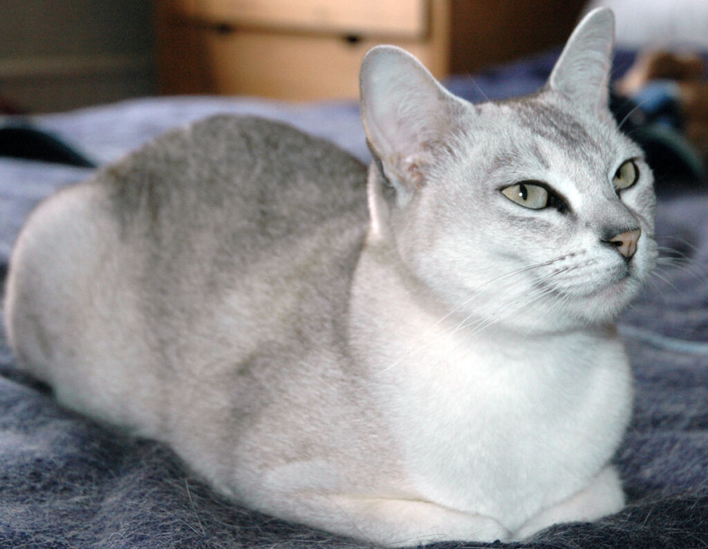 10 Rarest Cat Breeds You’ll See in American Homes
