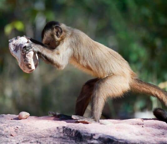 These 30 Genius Animals Can Solve Problems Better Than Most Humans