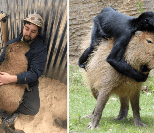 Capybaras Never Fight Back – And That’s Their Greatest Strength