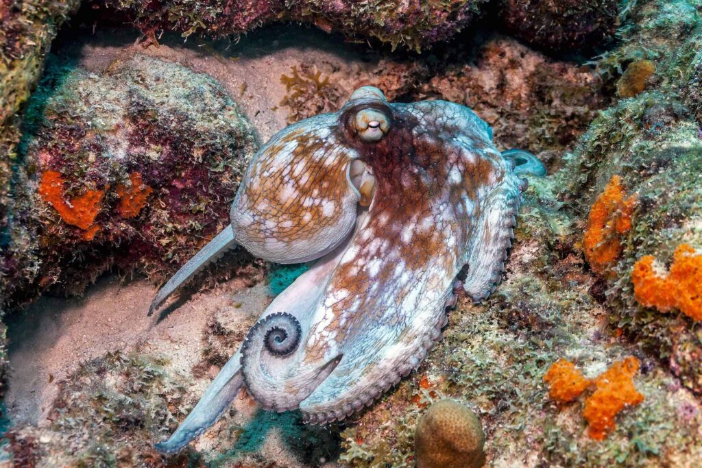 15 Signs That Octopuses Might Actually Be Aliens