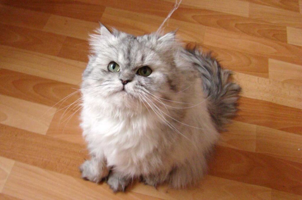 25 Weird and Wonderful Cat Breeds That Will Make You Do a Double Take