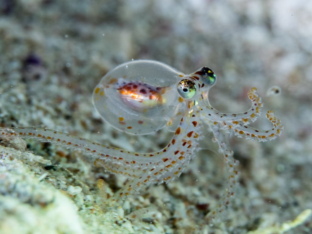 15 Signs That Octopuses Might Actually Be Aliens