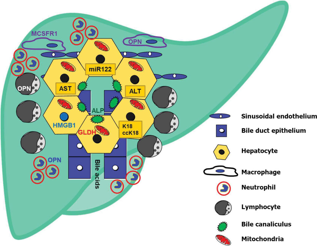 25 Revolutionary Liver Treatments Saving Lives Right Now