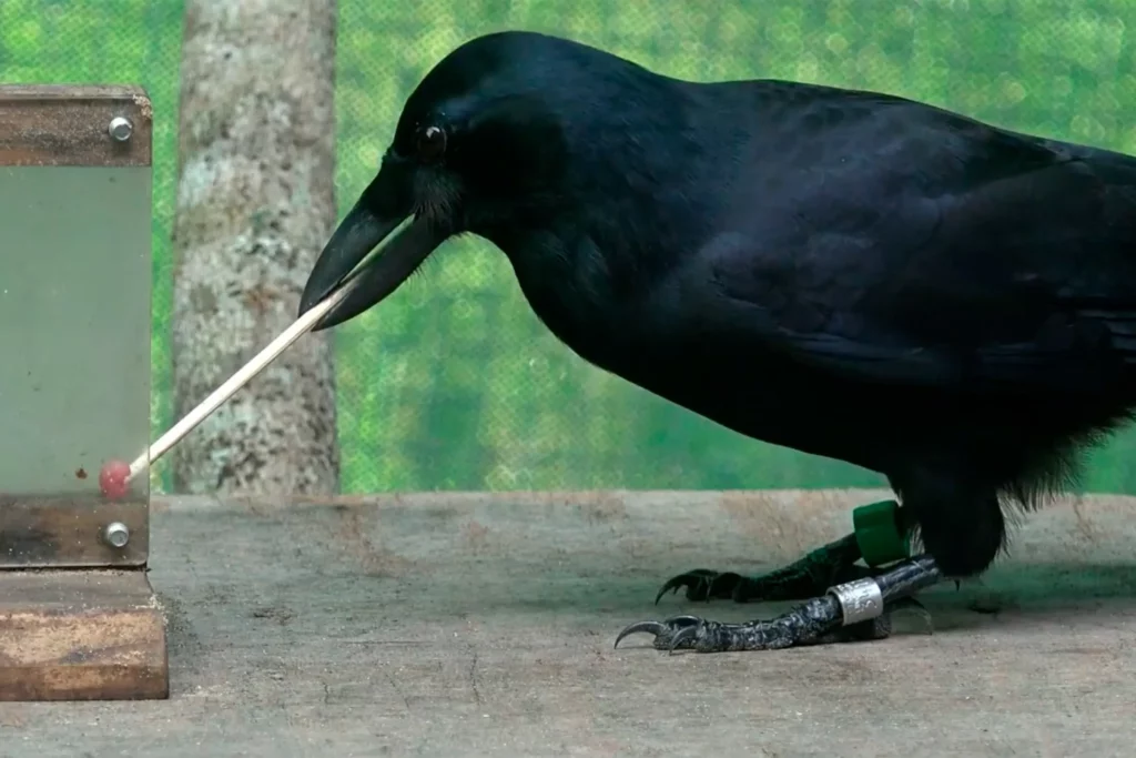 These 30 Genius Animals Can Solve Problems Better Than Most Humans