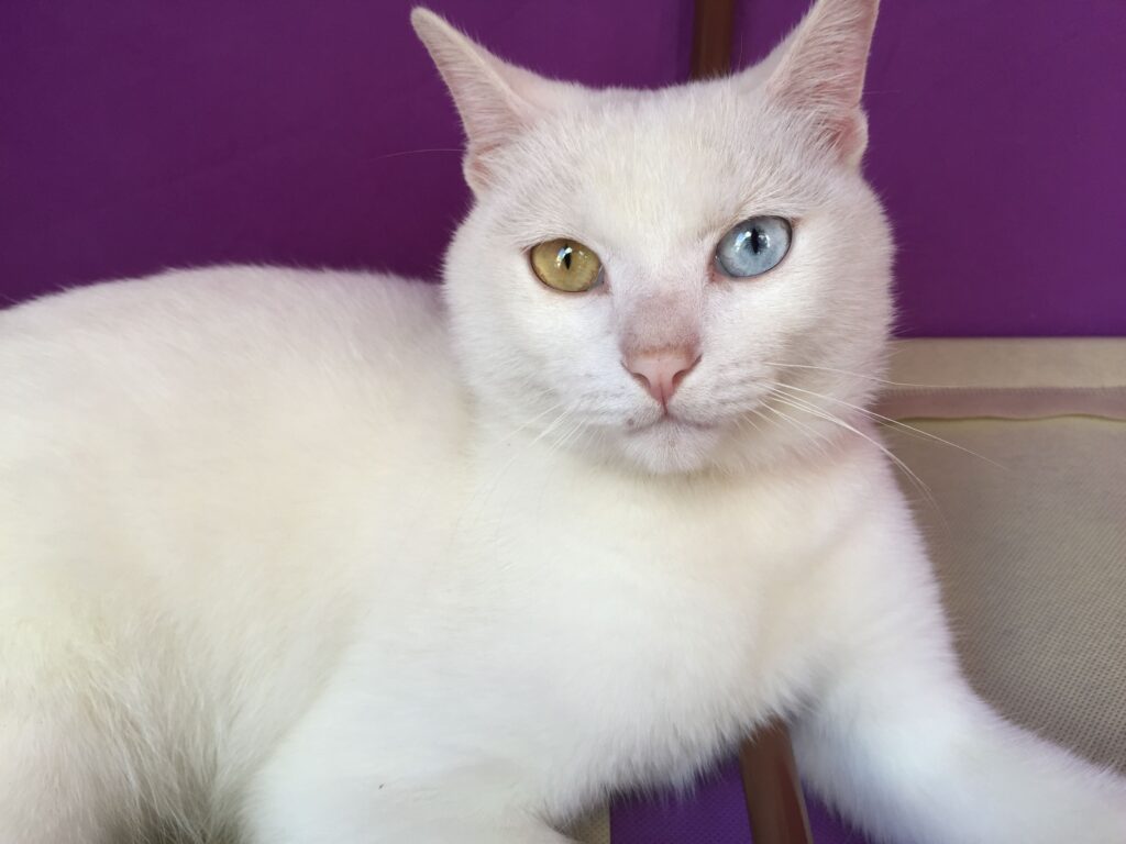 25 Weird and Wonderful Cat Breeds That Will Make You Do a Double Take