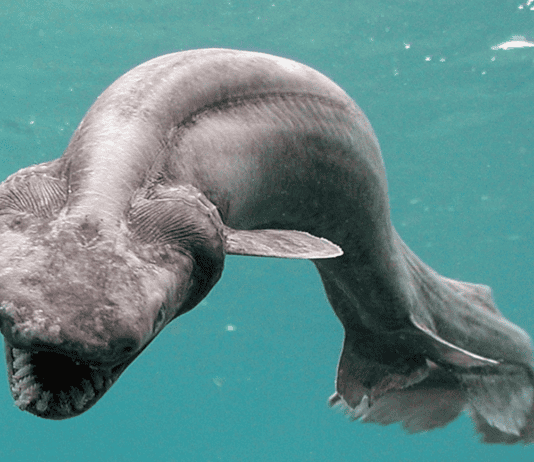 35 Deep-Sea Monsters Straight Out of a Sci-Fi Nightmare