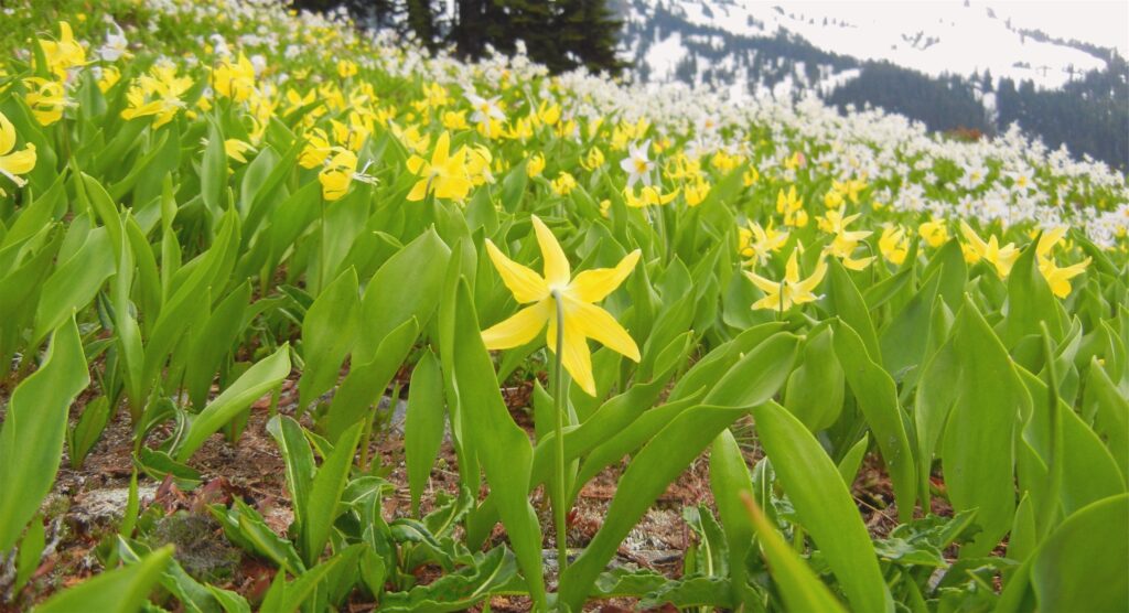 Can You Name These Wildflowers? 32 Must-See Blooms on American Trails