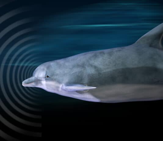 Catching Up With Nature: How Scientists Learn From Animals To Revolutionize Medicine