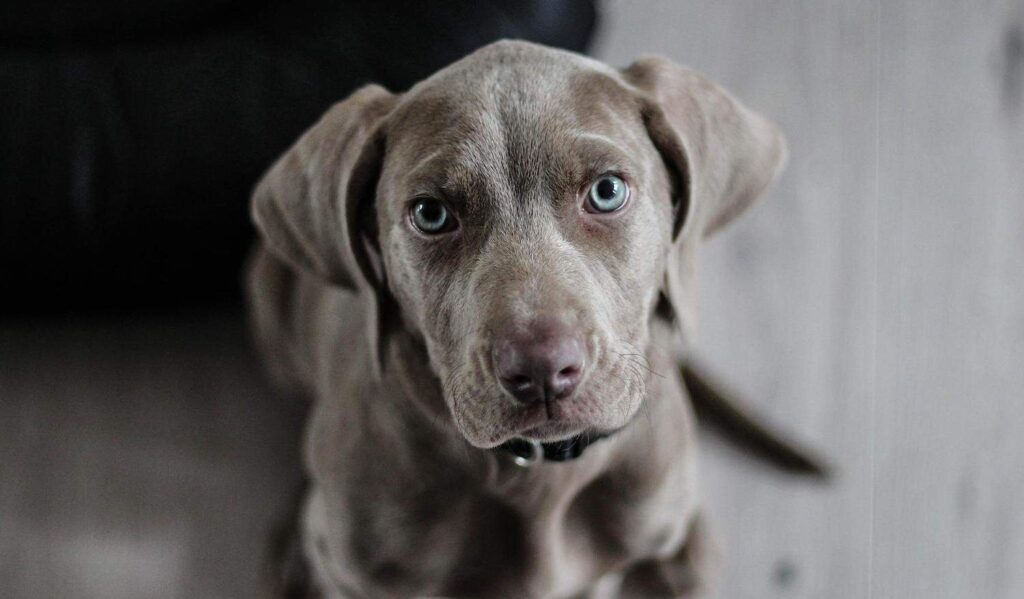 Pet Empathy Revealed: 25 Scientific Discoveries About How Cats and Dogs Read Your Feelings