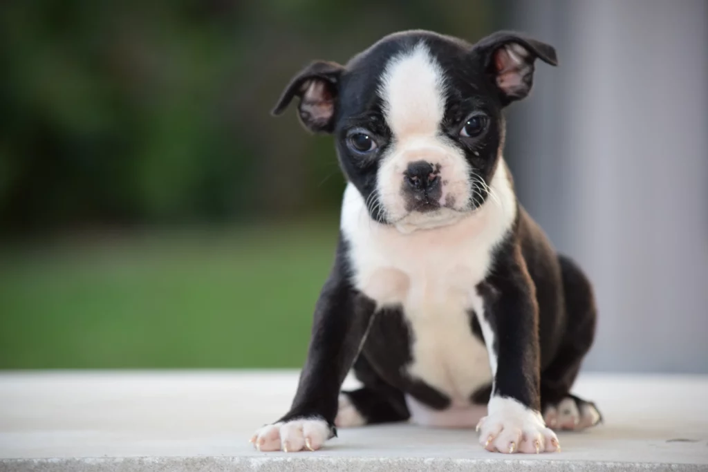28 Easy-Care Dog Breeds for First-Time Owners