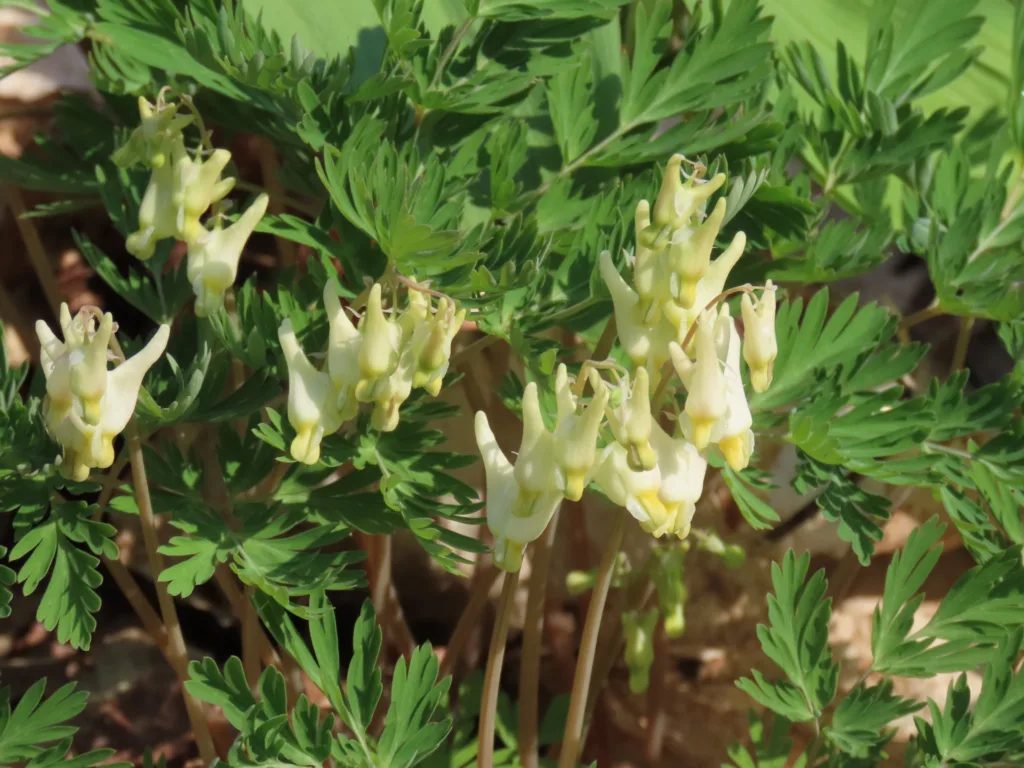 Can You Name These Wildflowers? 32 Must-See Blooms on American Trails