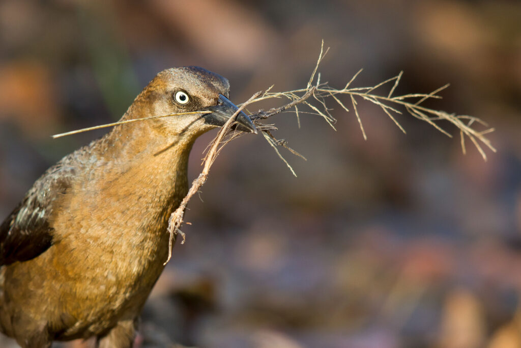 These 30 Genius Animals Can Solve Problems Better Than Most Humans