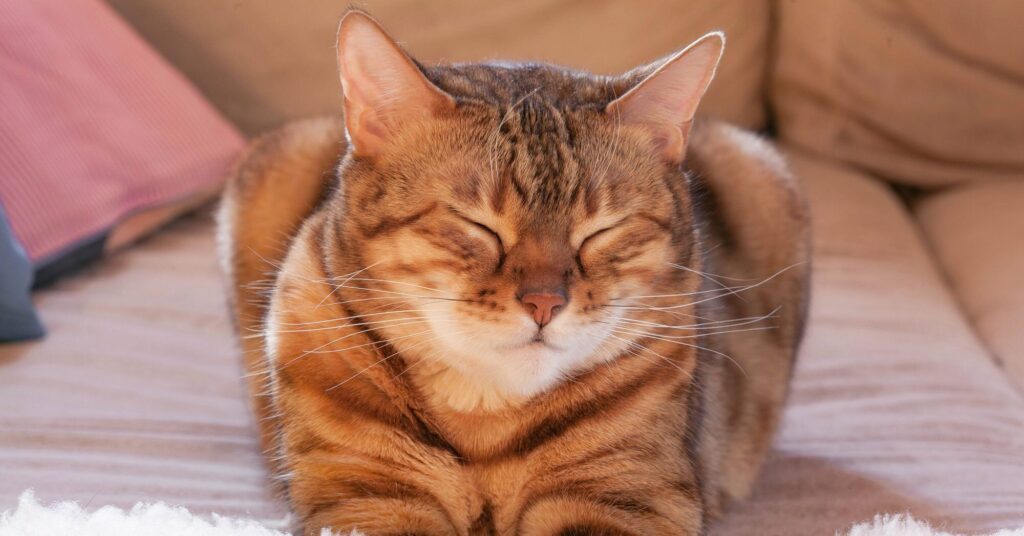 Pet Empathy Revealed: 25 Scientific Discoveries About How Cats and Dogs Read Your Feelings