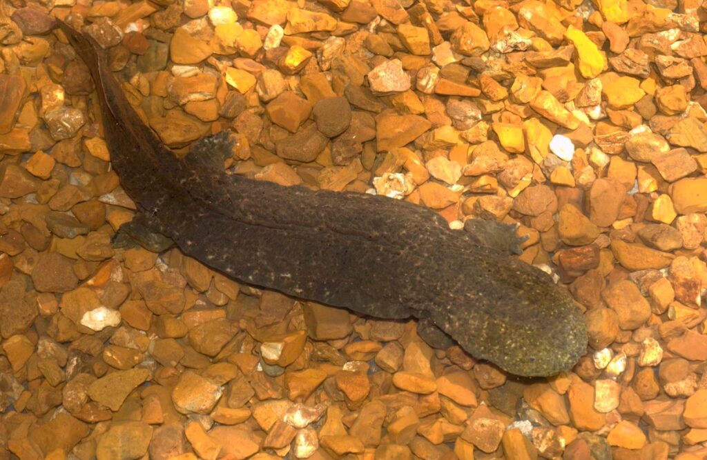 You&#8217;ll Need Extraordinary Luck to Spot America&#8217;s Most Elusive Animals