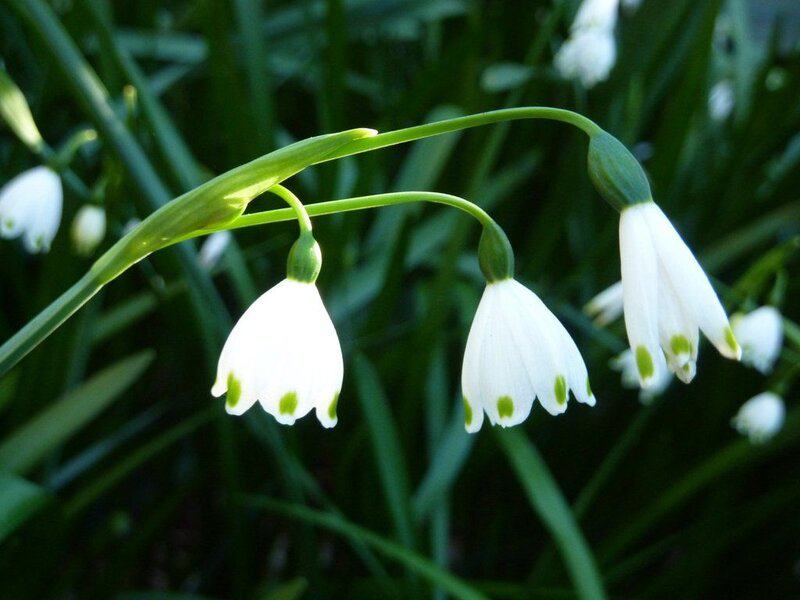 Can You Name These Wildflowers? 32 Must-See Blooms on American Trails