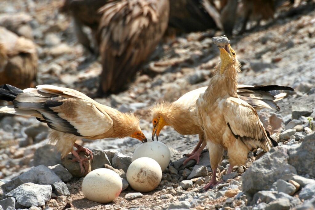 These 30 Genius Animals Can Solve Problems Better Than Most Humans