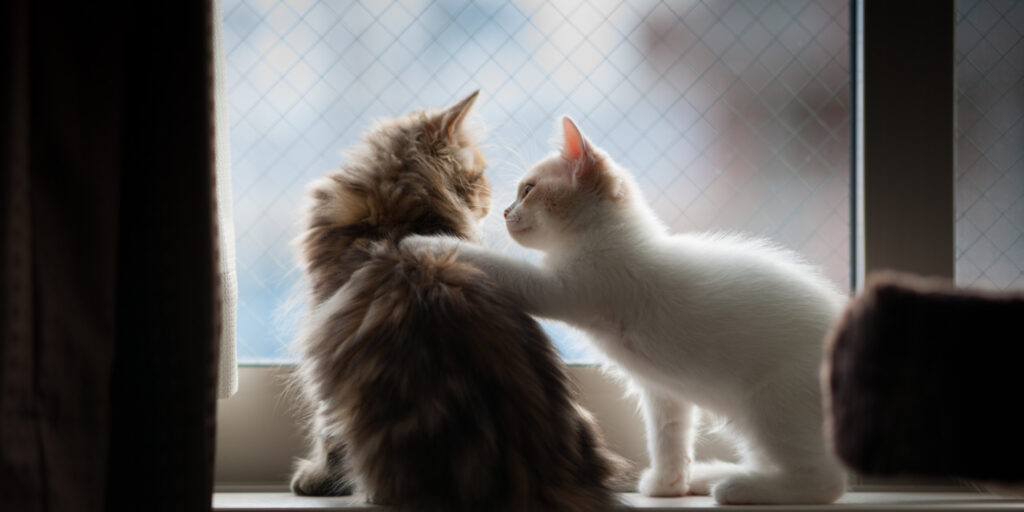 Pet Empathy Revealed: 25 Scientific Discoveries About How Cats and Dogs Read Your Feelings