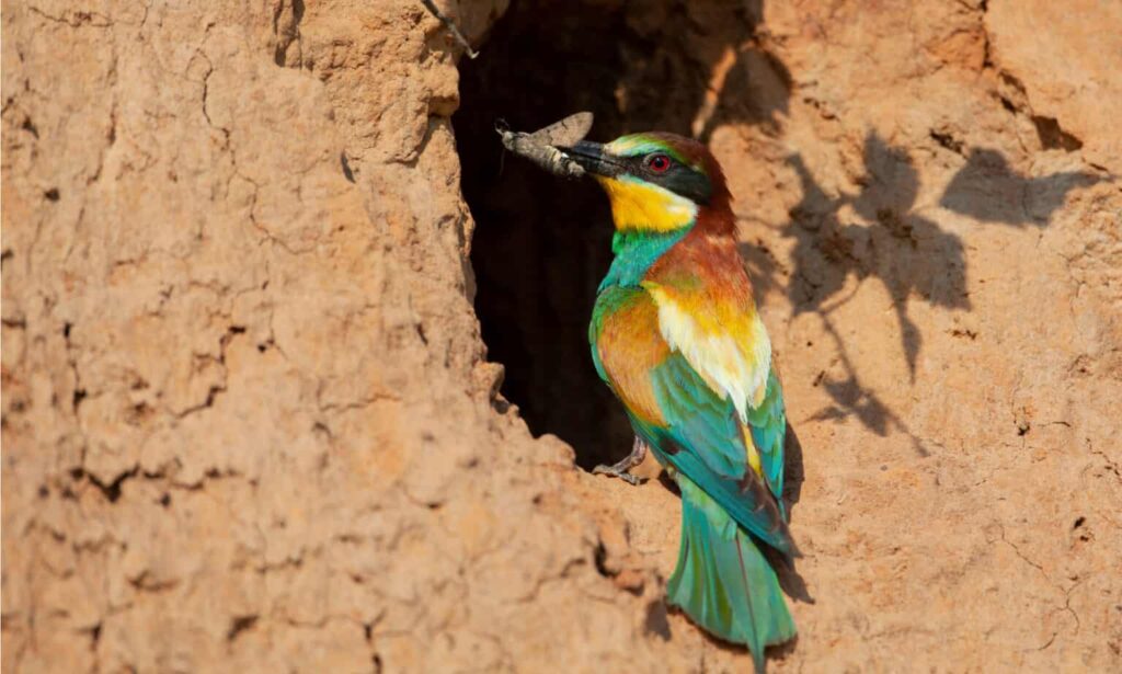 25 Fascinating Birds That Build Their Nests Underground