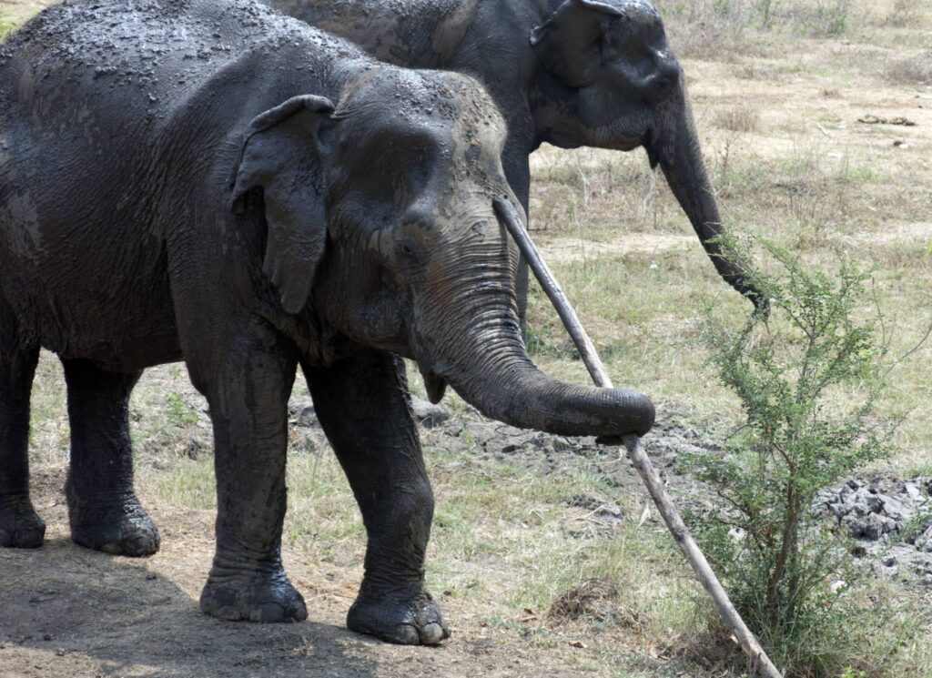 These 30 Genius Animals Can Solve Problems Better Than Most Humans