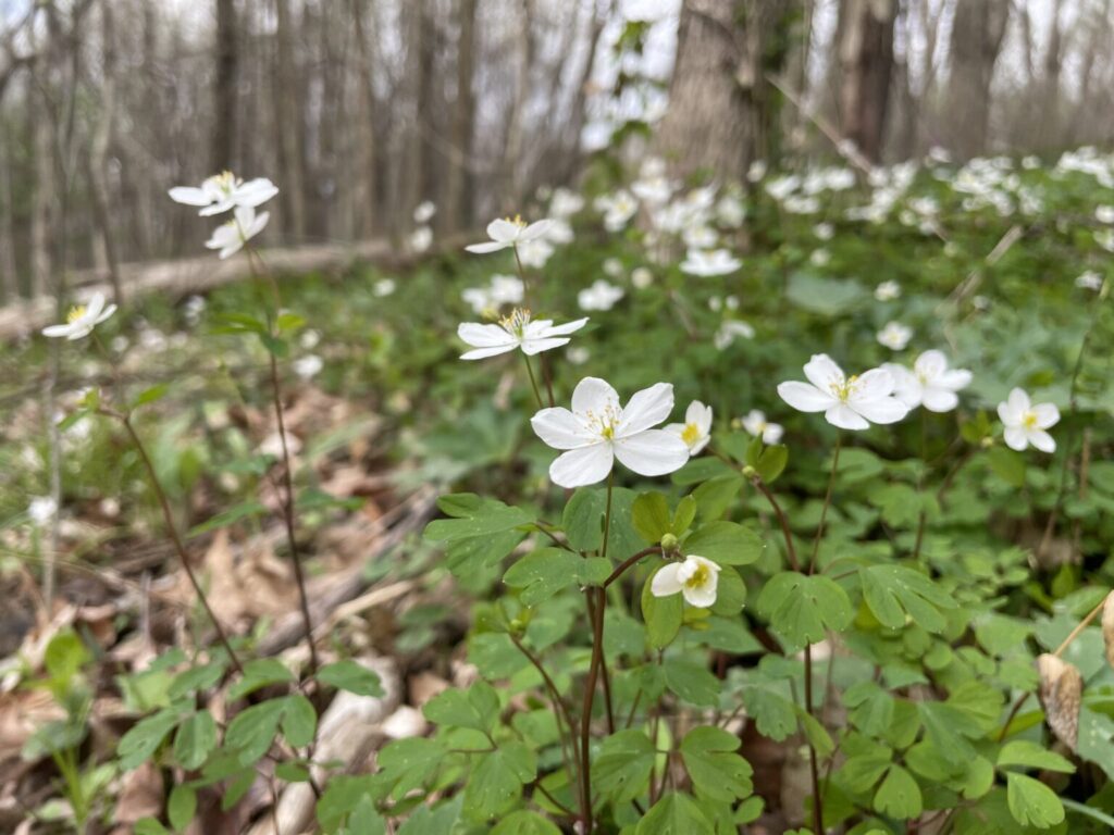 Can You Name These Wildflowers? 32 Must-See Blooms on American Trails