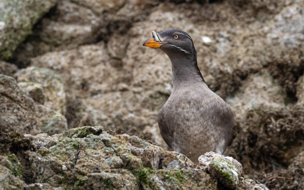 25 Fascinating Birds That Build Their Nests Underground