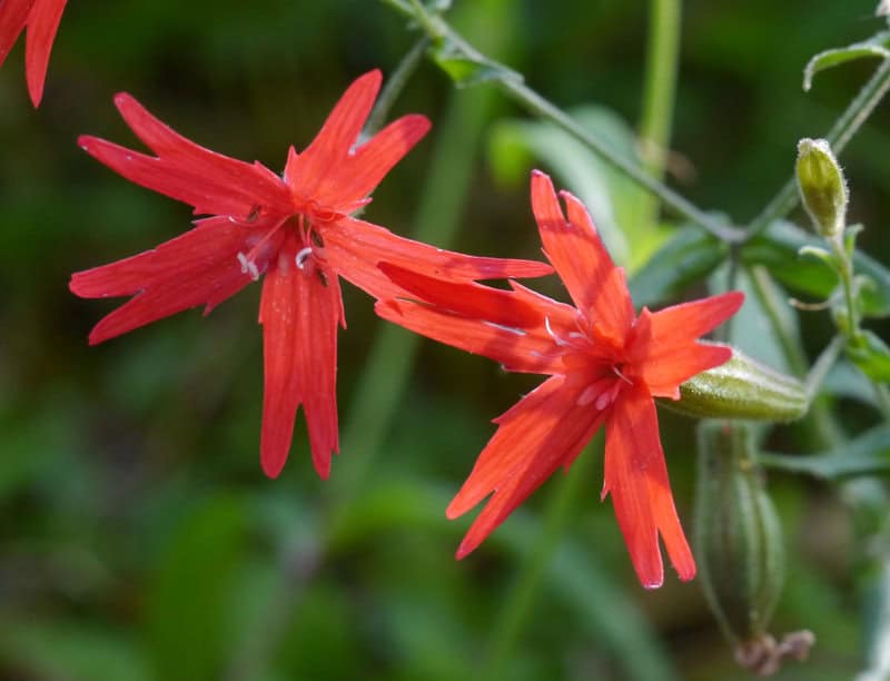 Can You Name These Wildflowers? 32 Must-See Blooms on American Trails