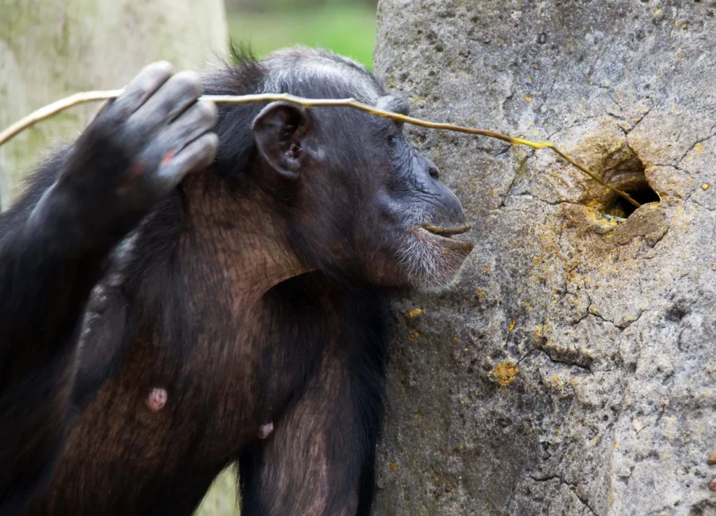 These 30 Genius Animals Can Solve Problems Better Than Most Humans