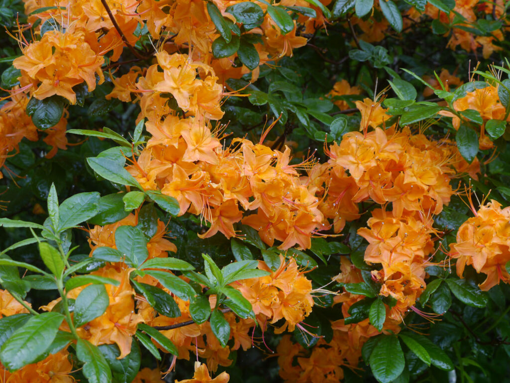 Can You Name These Wildflowers? 32 Must-See Blooms on American Trails