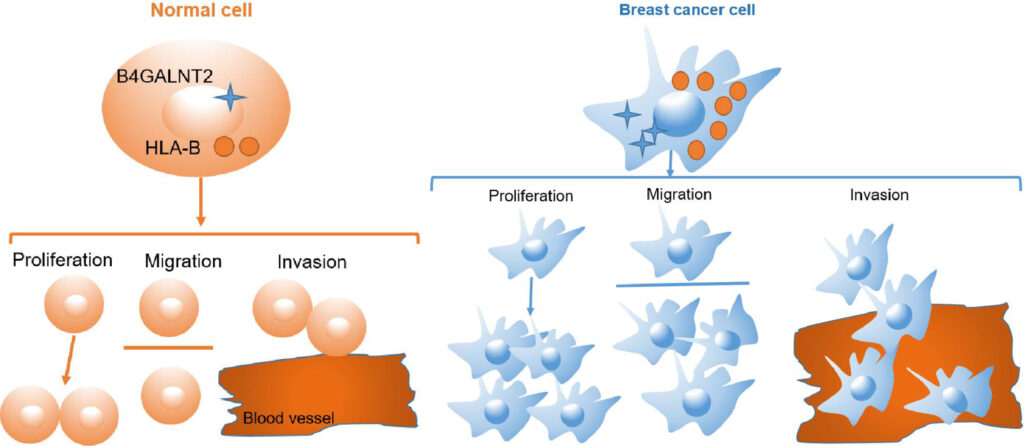 The Organ Crisis Is Over &#8211; Thanks to These 25 Genetic Transformations in Pigs