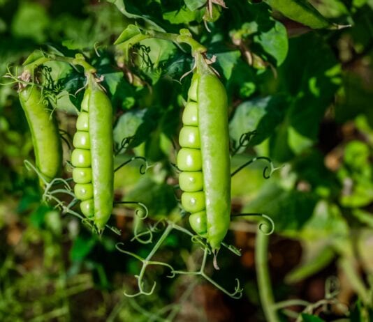 Mars-Ready Plants: 35 Surprisingly Tough Greens We Can Take To Our Next Home