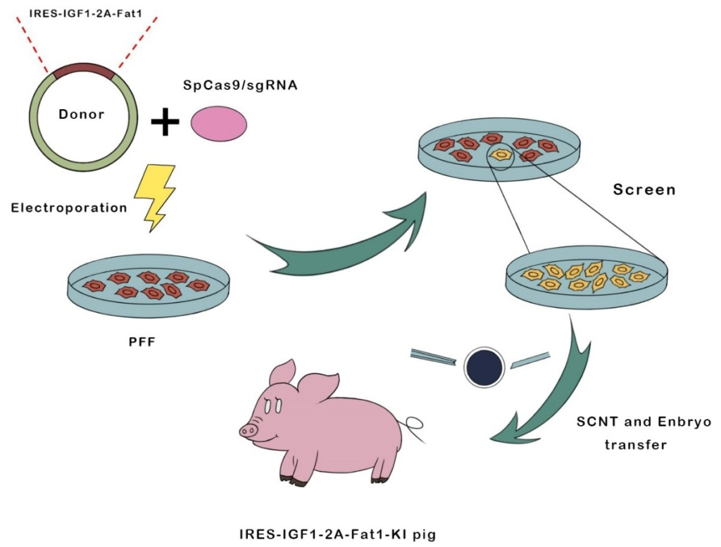 The Organ Crisis Is Over &#8211; Thanks to These 25 Genetic Transformations in Pigs