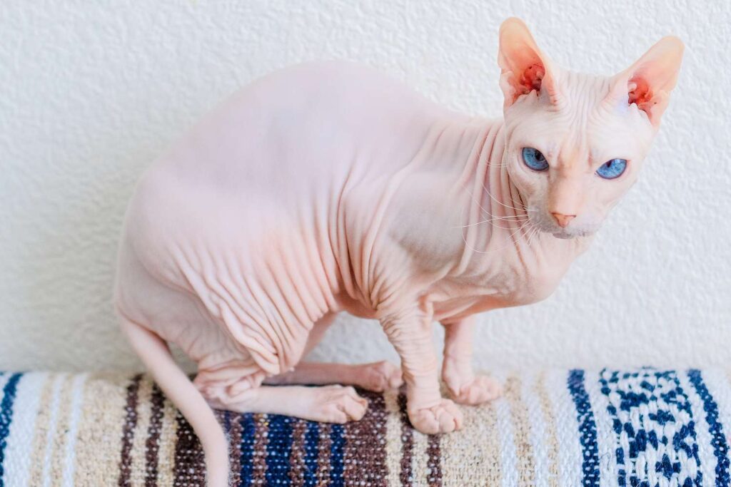 25 Weird and Wonderful Cat Breeds That Will Make You Do a Double Take