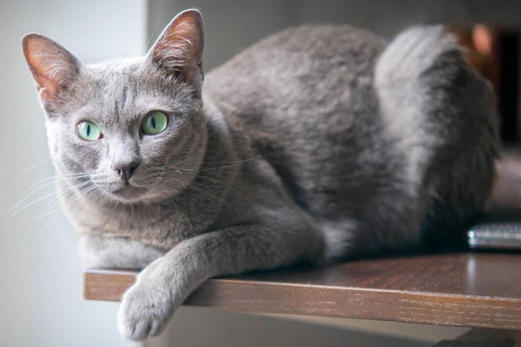 25 Weird and Wonderful Cat Breeds That Will Make You Do a Double Take