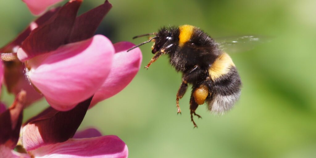 Winter Wonders: 30 Animals That Freeze Then Thaw Unharmed Every Spring