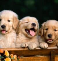 28 Easy-Care Dog Breeds for First-Time Owners
