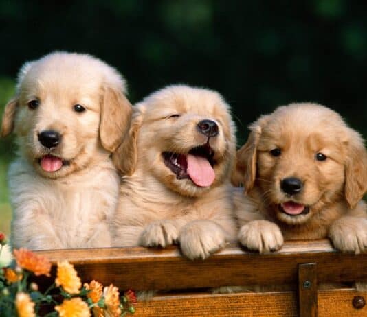 28 Easy-Care Dog Breeds for First-Time Owners